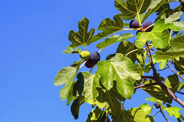 Yaprakları ve meyveleri mavi gökyüzüne karşı olan incir ağacı dalı (Ficus carica)