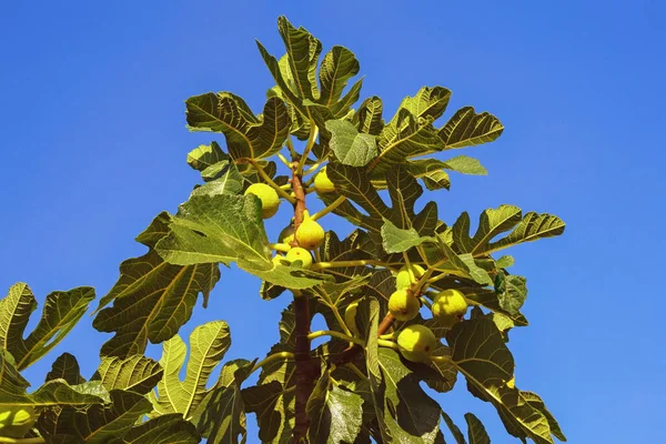 Bir incir ağacının dalında (Ficus carica) mavi gökyüzüne karşı yapraklar ve meyveler