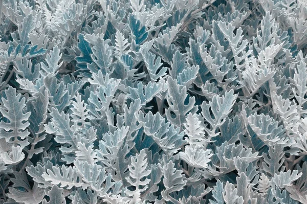 Güzel bitkisel hayat. Gümüş tozu (Dusty Miller) bitkisinin yaprakları, renk tonlama