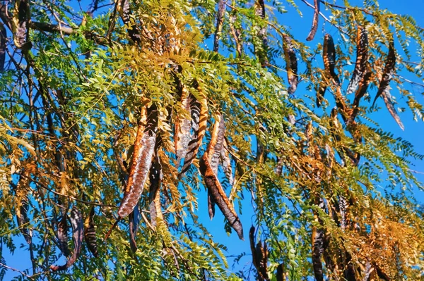 Concept Automne Branches Lumineuses Sauterelles Feuillage Automnal Gousses Couleur Tonifiante — Photo