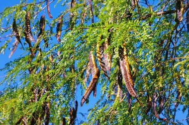 Sonbahar. Bal çekirgesi dalları (Gleditsia triacanthos) güneşli bir günde yapraklar ve kozalarla