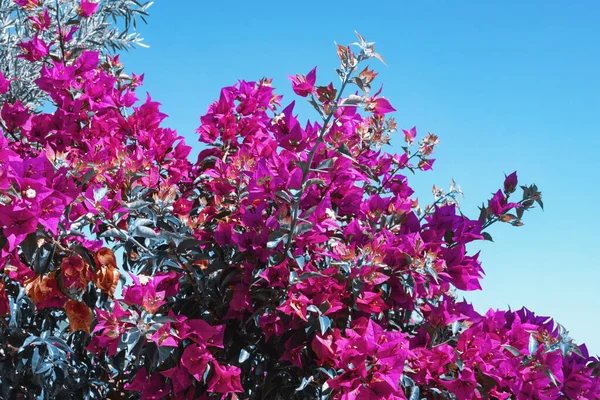 Piękne Kwiaty Winorośli Bougainvillea Przeciwko Błękitne Niebo Tonowanie Kolorów Przestrzeń — Zdjęcie stockowe