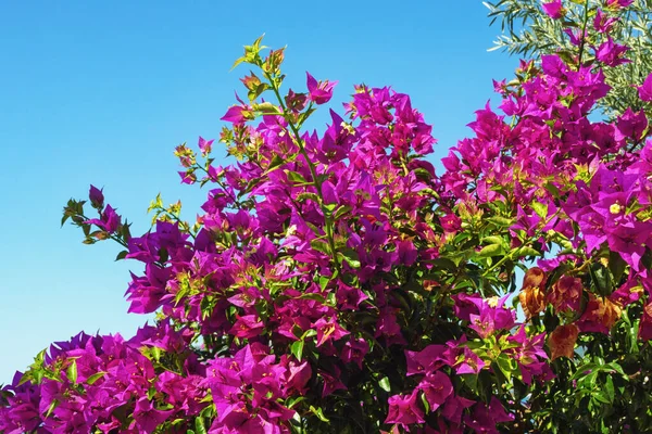 Fioletowy Bougainvillea Ozdobna Winorośl Liśćmi Kwiatu Tle Błękitnego Nieba — Zdjęcie stockowe