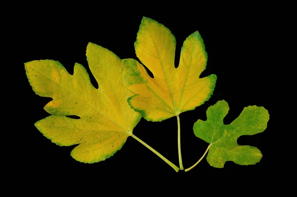 Fig leaves. Three autumn yellow leaves of fig tree isolated on black background