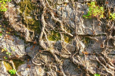 Yosun kaplı eski taş duvarın manzaralı dokusu, kuru büyülenmiş tırmanma bitkileri ve parlak yeşil yapraklı yeni bitkiler.