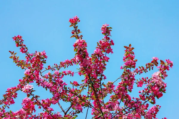 Det Vår Filialer Makamik Crabapple Träd Blom Mot Blå Himmel — Stockfoto