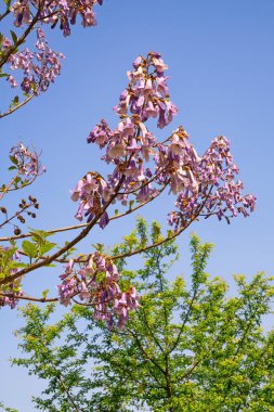 İmparatoriçe ağacının dalları (Paulownia tomentosa) güzel pembe çiçeklerle mavi gökyüzüne karşı