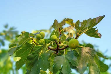 Güneşli yaz gününde yapraklı ve meyveli incir ağacı dalları gökyüzüne karşı