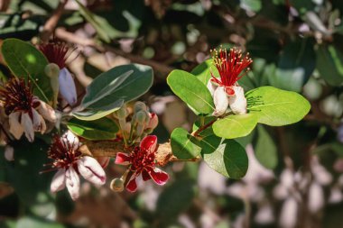 İlkbahar. Pineapple Guava ağacının yapraklı ve çiçekli dalı. Feijoa sellowiana