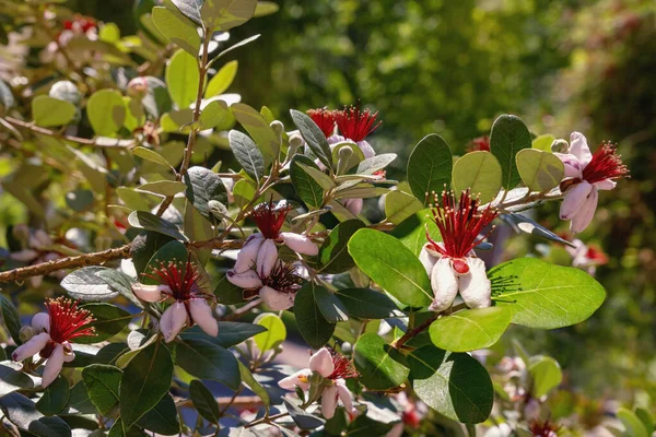 Pineapple Guava ağacının dalları, Feijoa sellowiana, güneşli bahar gününde yapraklar, tomurcuklar ve çiçeklerle. 
