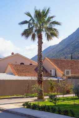 Fan palmiyesi, Washingtonia filifera. Prcanj kasabası, Karadağ. Seyahat ve tatil kavramları