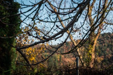 Mavi gökyüzü olan ağaç dalları