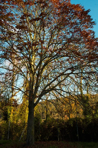 Mavi gökyüzü ile yaz aylarında Ağaç — Stok fotoğraf