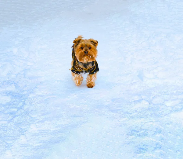 Маленькая Собачка Бегает Фоне Белого Снега Винте — стоковое фото