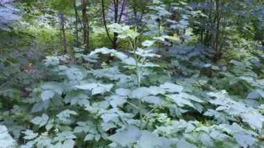 Ormandaki çalıların üzerinde çok fazla yaprak var.