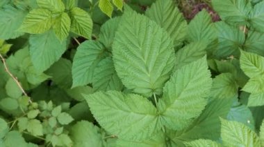 Yeşil yaprakların arkaplanındaki üst görünüm. doku