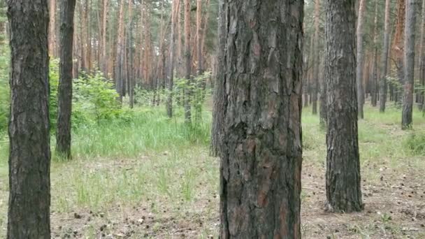 森の中の松の木の眺め 夏の自然 — ストック動画