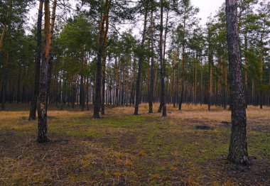 Çam ormanının güzel manzarası. Doğa