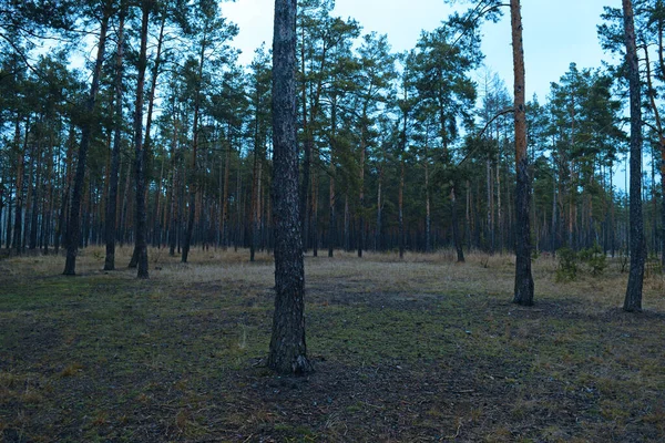 Kalte Landschaft Eines Kiefernwaldes Natur — Stockfoto