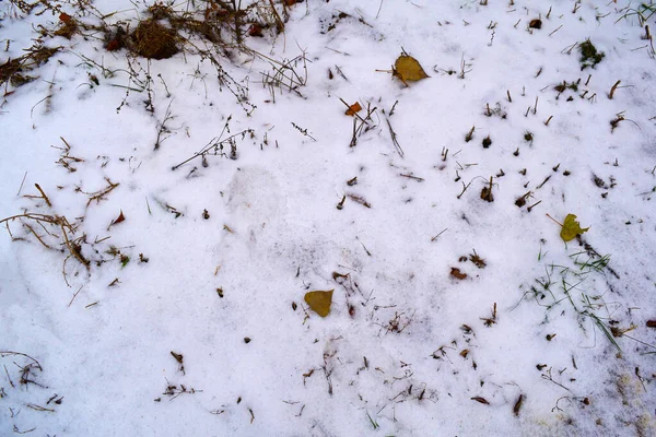 Draufsicht Auf Weißem Schnee Hintergrund Mit Gelben Blättern Und Trockenen — Stockfoto