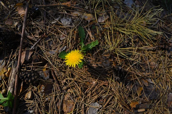 Draufsicht Auf Eine Gelbe Blume Auf Einem Hintergrund Aus Trockenen — Stockfoto