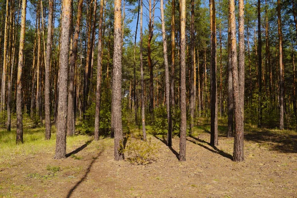 Blick Auf Einen Schönen Frühling Kiefernwald Natur — Stockfoto