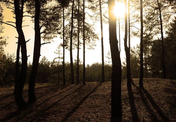 Pôr Sol Entre Árvores Pinheiro Escuro Fores Fotos De Bancos De Imagens