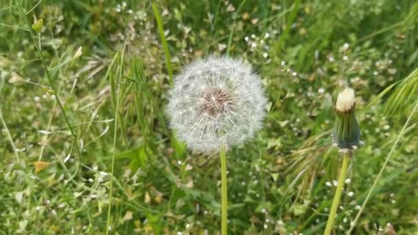 Bovenaanzicht Een Paardebloem Een Achtergrond Van Groen Gras — Stockvideo