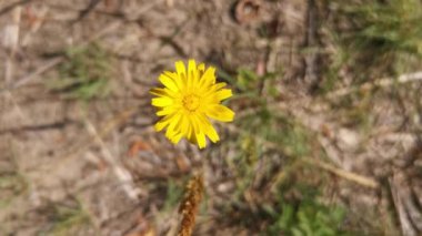 Doğadaki sarı çiçeğin üst görüntüsü