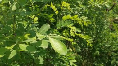 Ormanda güzel yeşil yapraklar.