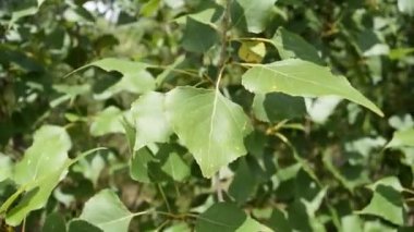 Hareket halindeki ağaçların üzerindeki yeşil yapraklar. Doğa