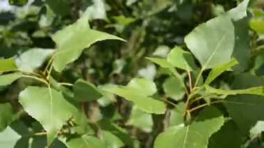 Hareket halindeki ağaçların üzerindeki yeşil yapraklar. Doğa