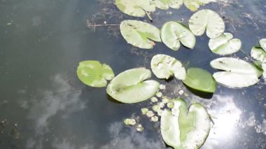 Zambak yapraklarının arka planı bataklıkta suyla kaplı.