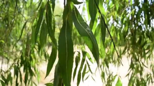 Folhagem Verde Movimento Natureza — Vídeo de Stock