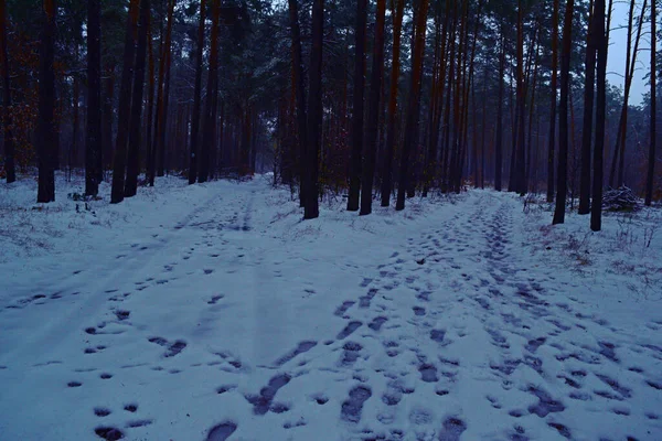 Blick Auf Zwei Straßen Winterwald Abendlandschaft — Stockfoto