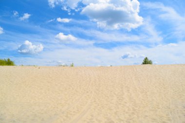 Güzel çöl ve yeşil bitkiler. Yaz manzarası