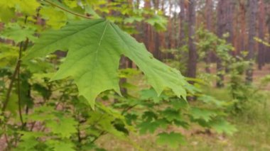 Çam ormanında yeşil yapraklar