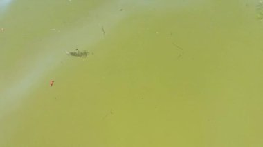 Göldeki kirli çamurlu suyun arka planı