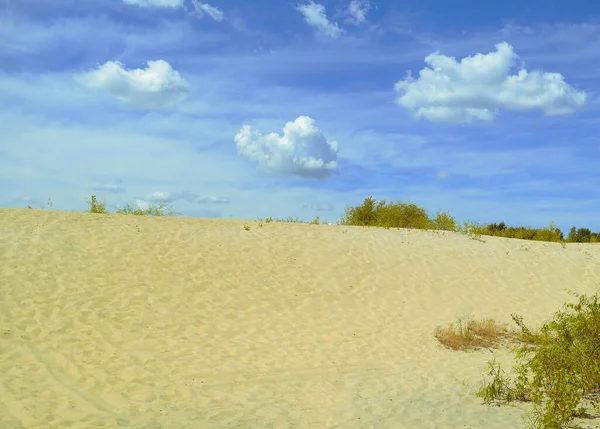 Yeşil bitkilerle çölü seyret. Doğa, kum