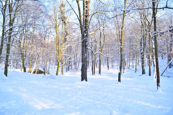 Schöner Schneebedeckter Winterwald Natur — Stockfoto