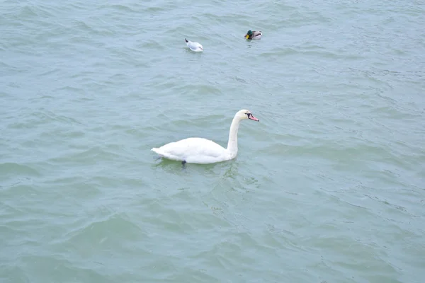 바다에 백조의 — 스톡 사진