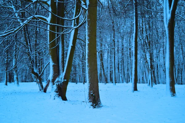 Schöner Kalter Verschneiter Wald Viele Bäume — Stockfoto