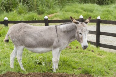 güzel eşek padok (Equus africanus asinus otlatma)