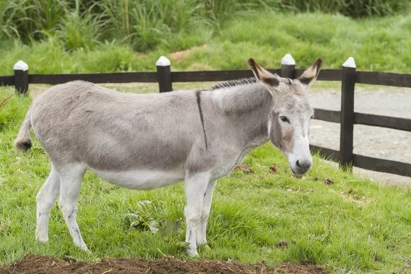 güzel eşek padok (Equus africanus asinus otlatma)