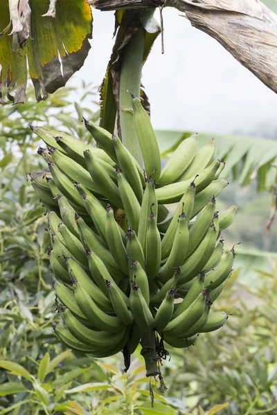 Bunch Green Male Banana Crop Moses — стоковое фото