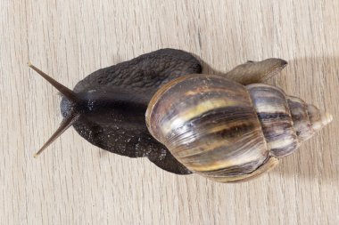 Masanın üstünde kayan dev Afrika salyangoz