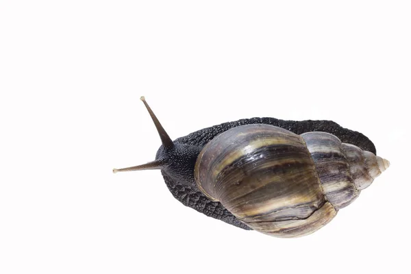 Giant African Snail Isolated White Background — Stock Photo, Image