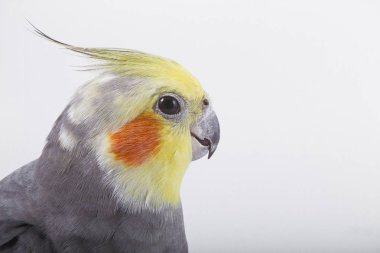 Su perisi Kakadu (Nymphicus hollandicus) görünümü kapatın