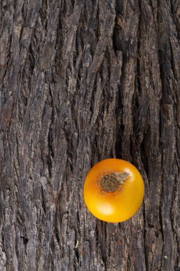 Ağaç kabuğu (Solanum quitoense üzerinde lulo meyvesi)