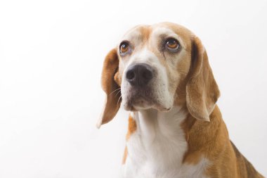 eski beagle doğurmak köpek